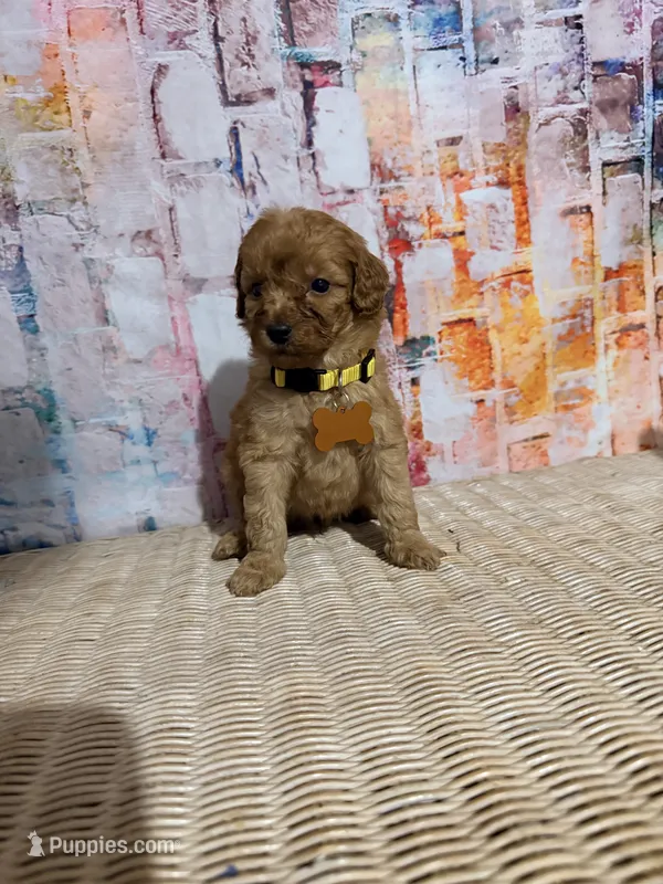 Clifford  – Poodle - Miniature  puppy for sale in Farmville, NC