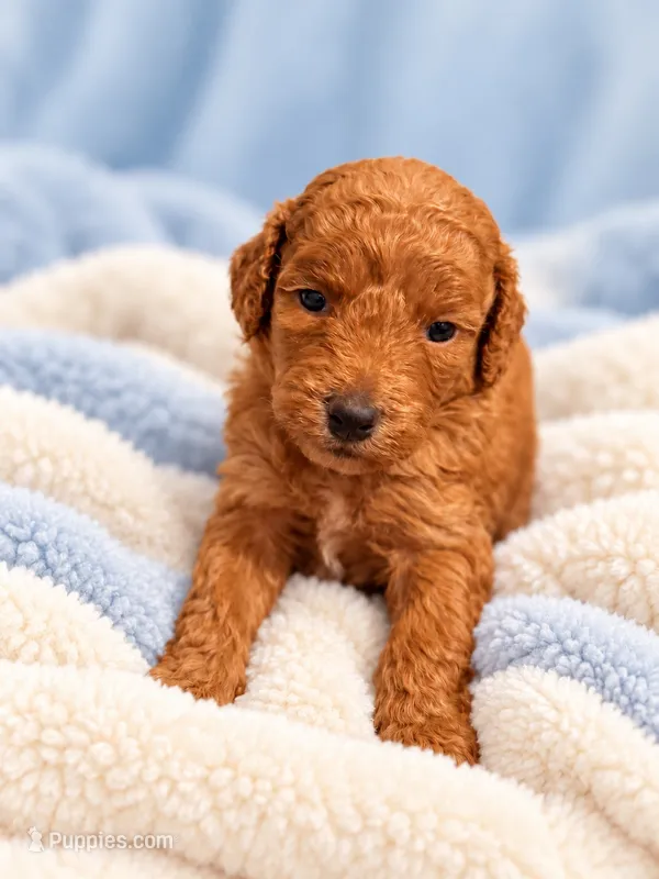 Scout – Miniature Goldendoodle puppy for sale in Farmville, NC