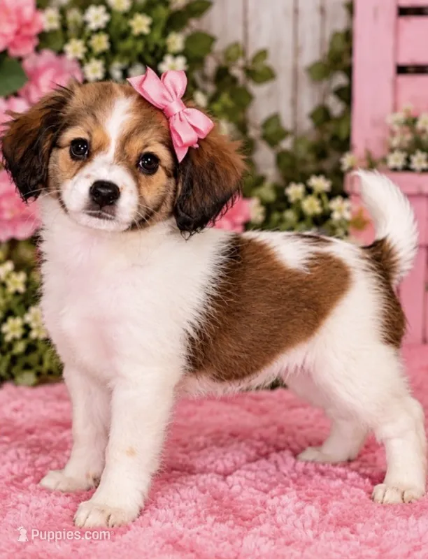 Dolly – Cavalier King Charles Spaniel, Papillon puppy for sale in Farmville, NC