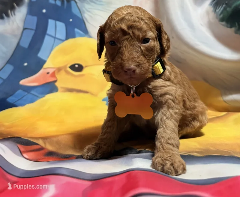 Clifford  – Poodle - Miniature  puppy for sale in Farmville, NC