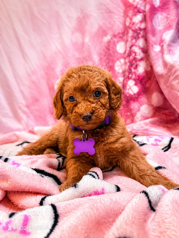 Heidi – Poodle - Miniature  puppy for sale in Farmville, NC