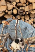 Theodore, a male Shihpoo for sale in Farmville, NC – 3 of 3