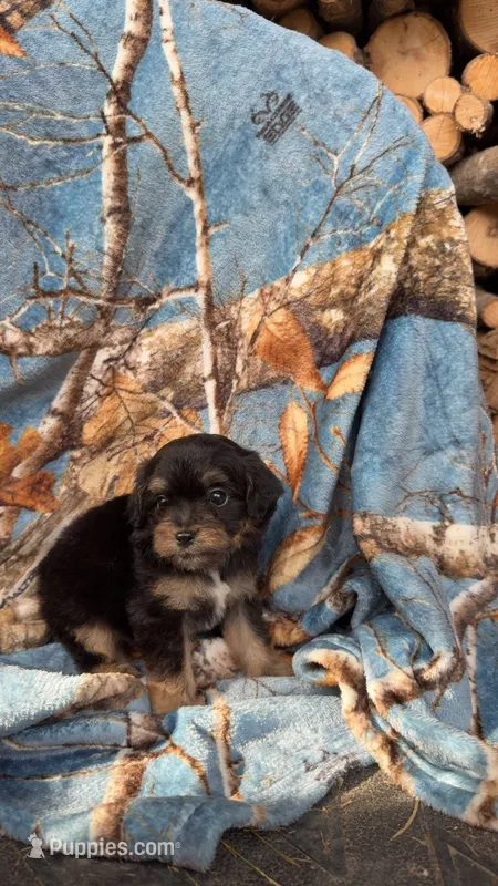 Toby – Shihpoo puppy on hold in Farmville, NC