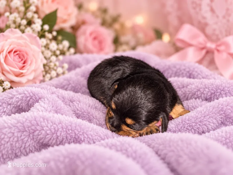 Marley – Cavapoo puppy for sale in Farmville, NC