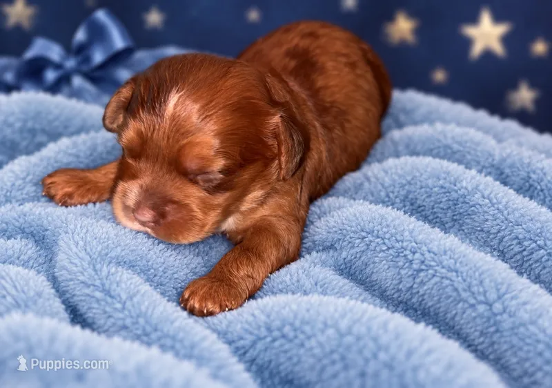 River – Cavapoo puppy for sale in Farmville, NC