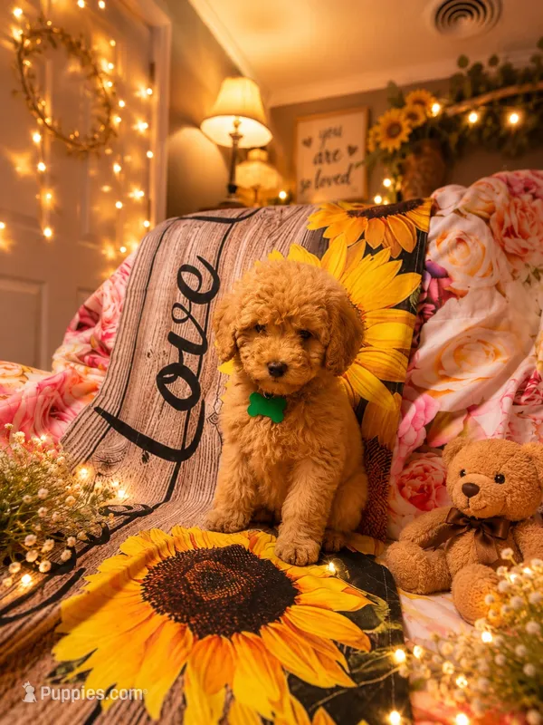 Dakota – Poodle - Miniature  puppy for sale in Farmville, NC