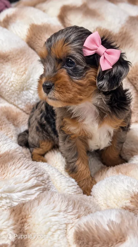 Diamond – Cavapoo puppy for sale in Farmville, NC