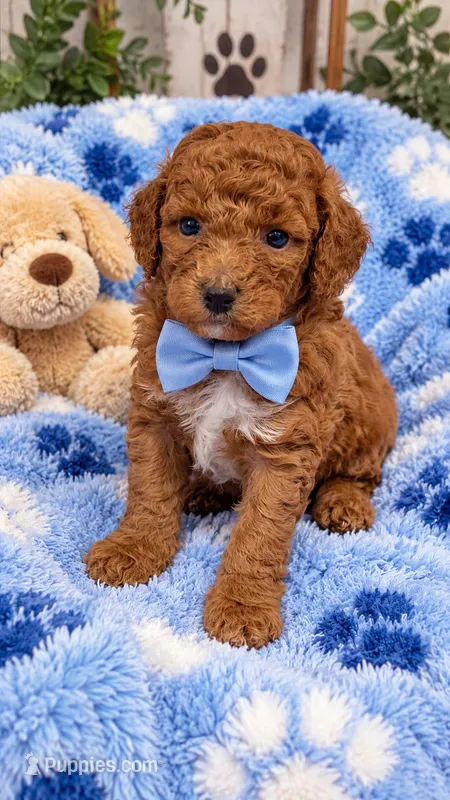 Bubs – Miniature Goldendoodle puppy for sale in Farmville, NC