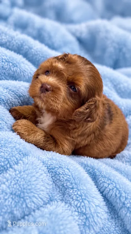 Zeke – Cavapoo puppy for sale in Farmville, NC