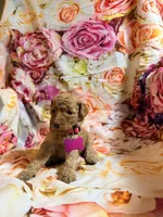 Caroline, a female Poodle - Miniature  for sale in Farmville, NC – 2 of 2