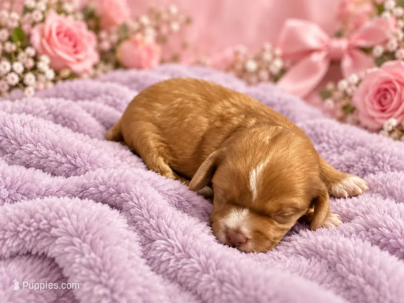 Delilah – Cavapoo puppy for sale in Farmville, NC