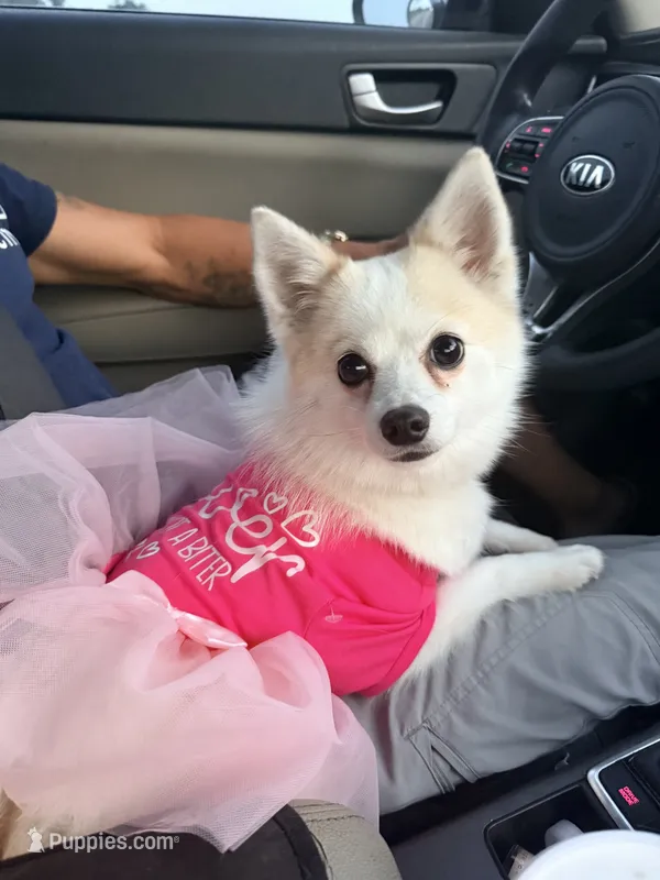 Baby Girl – Pomeranian puppy for sale in Farmville, NC