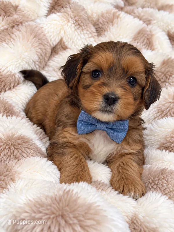 Zeke – Cavapoo puppy for sale in Farmville, NC