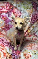 Foxy Girl, a female Chihuahua and Poodle - Toy  for sale in Farmville, NC – 1 of 2