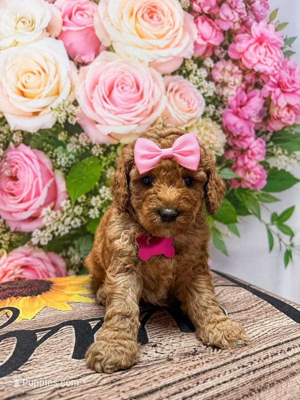 Claire Bear  – Poodle - Miniature  puppy for sale in Farmville, NC