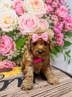 Claire Bear , a female Poodle - Miniature  for sale in Farmville, NC – 1 of 1