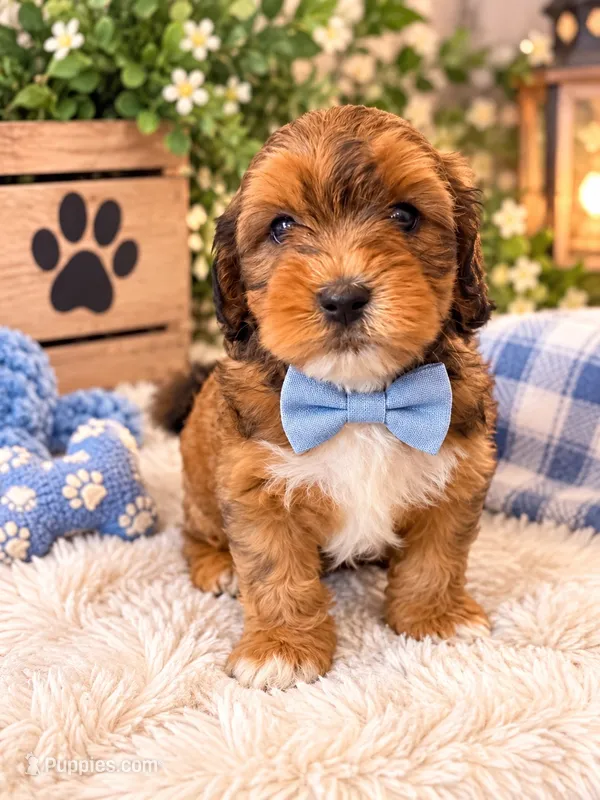 Zeke – Cavapoo puppy for sale in Farmville, NC