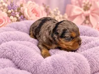 Dolly, a female Cavapoo for sale in Farmville, NC – 1 of 1