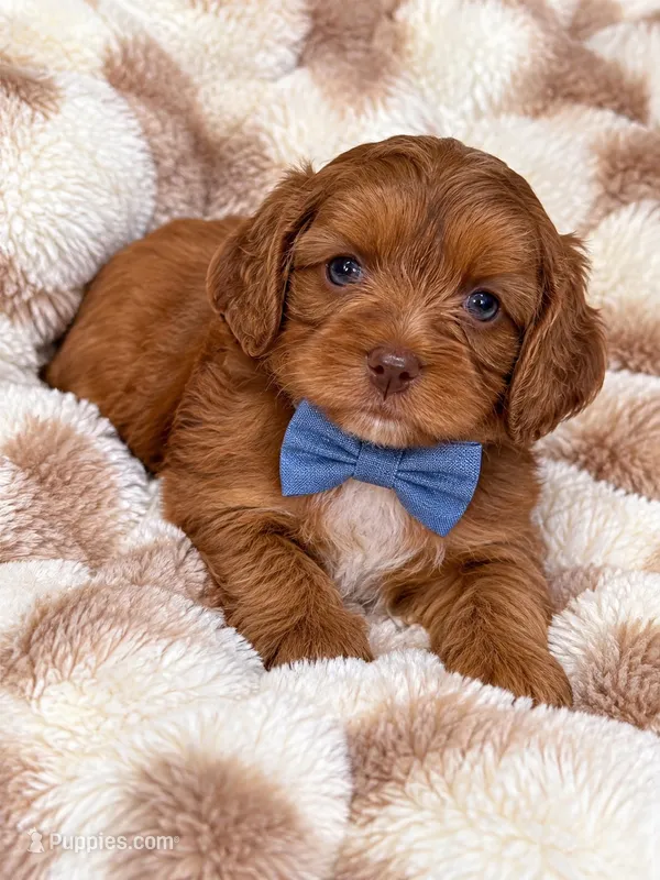 Jetson – Cavapoo puppy for sale in Farmville, NC