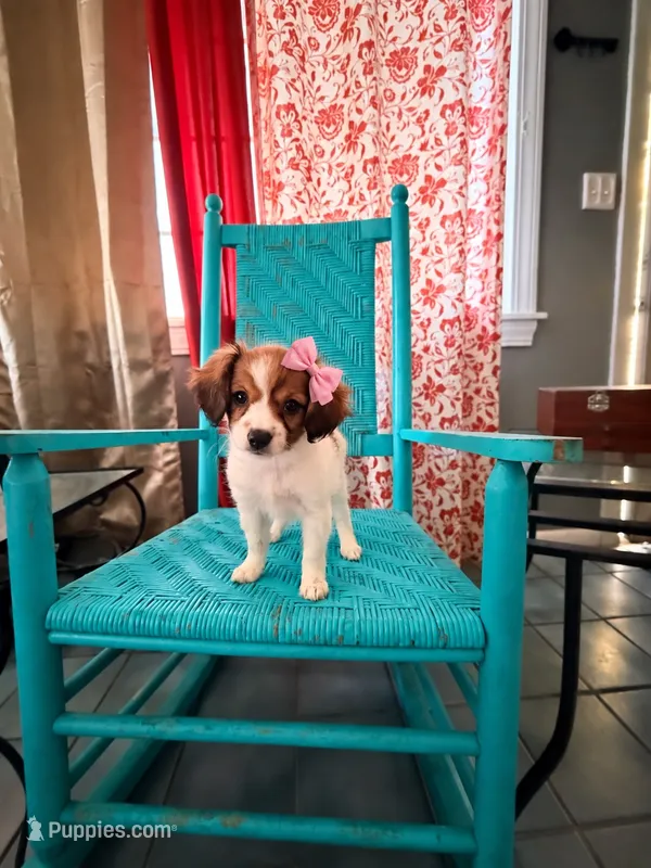 Emma – Cavalier King Charles Spaniel, Papillon puppy for sale in Farmville, NC
