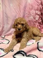 Oaklyn , a female Poodle - Miniature  for sale in Farmville, NC – 1 of 1