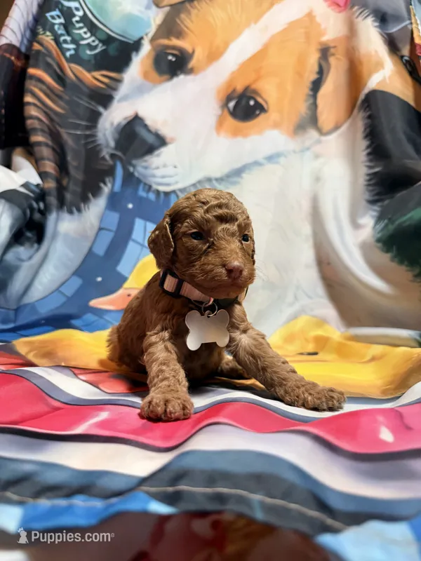 Thore – Poodle - Miniature  puppy for sale in Farmville, NC