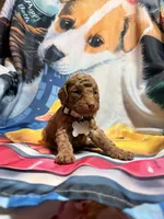 Thore, a male Poodle - Miniature  for sale in Farmville, NC – 1 of 2