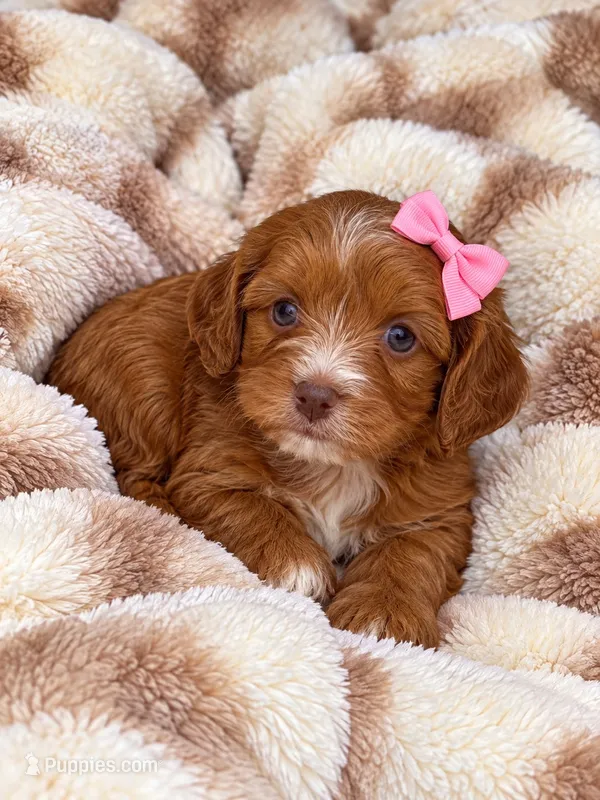 Delilah  – Cavapoo puppy for sale in Farmville, NC