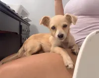 Sprinkles, a female Chiweenie for sale in Farmville, NC – 1 of 1