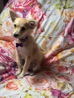 Foxy Girl, a female Chihuahua and Poodle - Toy  for sale in Farmville, NC – 2 of 2