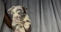 Shi, a female French Bulldog for sale in Oklahoma City, OK – 2 of 5