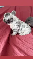 Shi, a female French Bulldog for sale in Oklahoma City, OK – 4 of 5