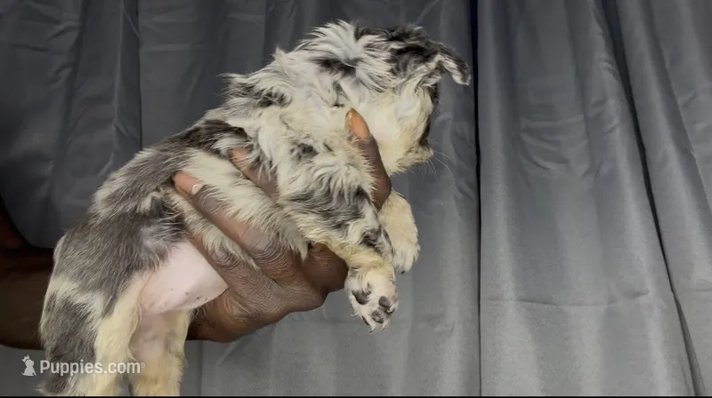 Shi – French Bulldog puppy for sale in Oklahoma City, OK