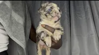 Shi, a female French Bulldog for sale in Oklahoma City, OK – 5 of 5