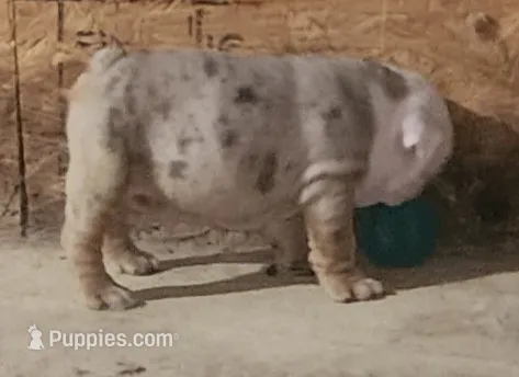 Lilac Tri Merle Boy – English Bulldog puppy for sale in Sapulpa, OK