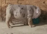 Lilac Tri Merle Boy, a male English Bulldog for sale in Sapulpa, OK – 1 of 10