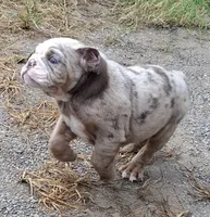 Lilac Tri Merle Girl, a female English Bulldog for sale in Sapulpa, OK – 8 of 10