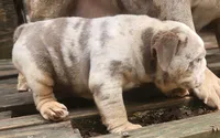 Lilac Tri Merle Girl, a female English Bulldog for sale in Sapulpa, OK – 3 of 10