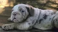 Lilac Tri Merle Girl, a female English Bulldog for sale in Sapulpa, OK – 9 of 10