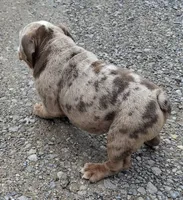 Lilac Tri Merle Girl, a female English Bulldog for sale in Sapulpa, OK – 4 of 10