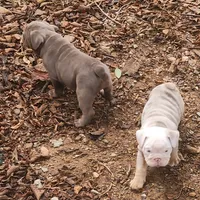 Lilac Tri Girl, a female English Bulldog for sale in Sapulpa, OK – 7 of 10
