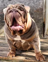 Lilac Tri Girl, a female English Bulldog for sale in Sapulpa, OK – 9 of 10