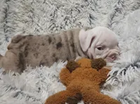 Lilac Tri Merle Boy, a male English Bulldog for sale in Sapulpa, OK – 6 of 10