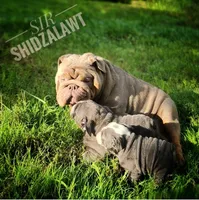 Lilac Tri Merle Boy, a male English Bulldog for sale in Sapulpa, OK – 10 of 10