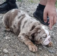 Lilac Tri Merle Girl, a female English Bulldog for sale in Sapulpa, OK – 3 of 10