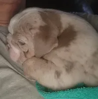 Lilac Tri Merle Girl, a female English Bulldog for sale in Sapulpa, OK – 4 of 10