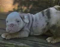 Lilac Tri Merle Boy, a male English Bulldog for sale in Sapulpa, OK – 4 of 10