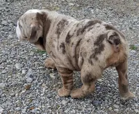 Lilac Tri Merle Girl, a female English Bulldog for sale in Sapulpa, OK – 6 of 10