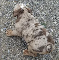 Lilac Tri Merle Girl, a female English Bulldog for sale in Sapulpa, OK – 7 of 10