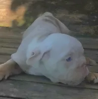 Lilac Tri Merle Boy, a male English Bulldog for sale in Sapulpa, OK – 3 of 10